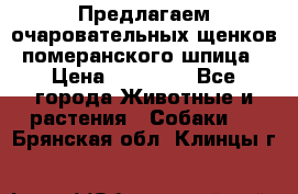 Предлагаем очаровательных щенков померанского шпица › Цена ­ 15 000 - Все города Животные и растения » Собаки   . Брянская обл.,Клинцы г.